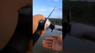 black bass