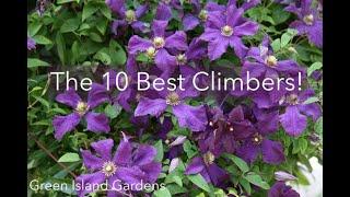 The 10 Best Climbers