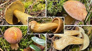 Sandröhrling Verwechslung | Hirsepilz, Suillus variegatus | Sandröhrling oder Kuhröhrling? Vergleich