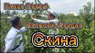 Бак Сыры: +996555887633…  Гилас Сорту: Воловой, Кордия, Скина…