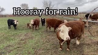Rainy day on the farm with the mini cows