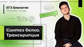 ЕГЭ Биология | Синтез белка. ТРАНСКРИПЦИЯ