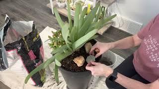 Repotting my Fan Aloe. It’s been in this white pot since November 2019. Hope you enjoy