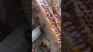 Harvesting Honeycomb  #shorts