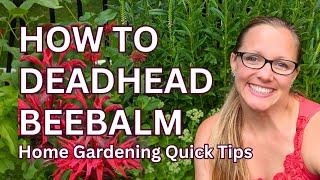 Deadheading Beebalm for a SECOND BLOOM ️ Monarda didyma ️ Scarlet Beebalm