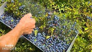 Farm Handpicks 2,000 Pounds Of Blueberries A Day | Food Insider