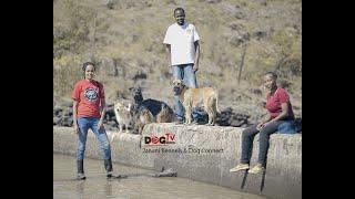 HOW WE KEEP BIG DOGS AND RESCUE OTHERS. PLUS ADVICE FROM A VET @VET CORNER (DOG TV KENYA EPISODE 47)