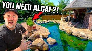 GOOD ALGAE In Stunning Pond