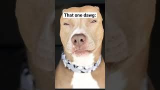 That one dawg #doggo #funny #youtubeshorts