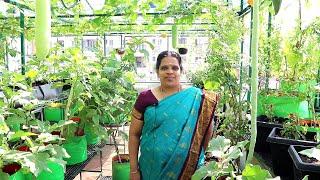 சென்னையில் இப்படி ஒரு மாடித்தோட்டம்!  - The Simple Terrace Garden