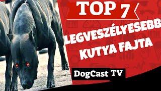 TOP 7 legveszélyesebb kutyafajta!  DogCast TV!