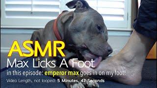 Max Licks | Foot | ASMR DOG LICKING | No Talking