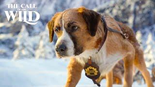 Des Chiens de Traineaux dans une Avalanche. Extrait : L'Appel de la Forêt 2020 (Omar Sy)