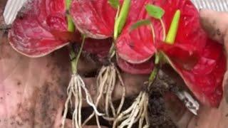 Как Укоренить Вырастить АНТУРИУМ из Цветка ||How to Root Grow Anthurium from a Flower