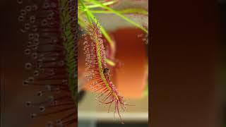 Carnivorous Plant Drosera capensis #Cape sundew