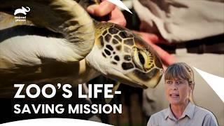 Australia Zoo Wildlife Hospital! Irwins Built a Hospital | Crikey! It’s The Irwins | Animal Planet