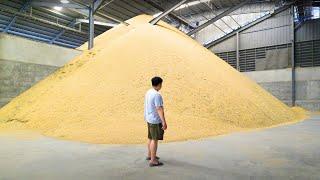 How Rice is Made in Thailand 