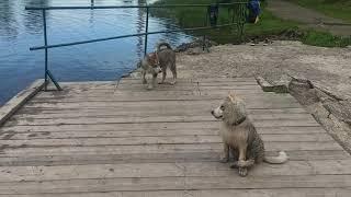 Маламуты на большой воде ни кто не решился спасти хозяина