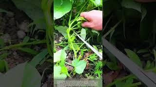 The joy of harvest #smartfarming #gardeningtips #harvest