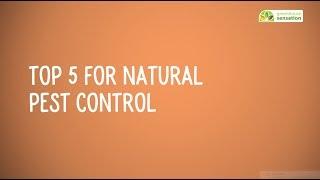 Top 5 Natural Aphid Control Essentials