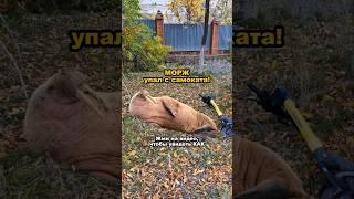 ОРЕНБУРГСКИЙ МОРЖ РАЗБИЛСЯ НА САМОКАТЕ И ПОПАЛ В... #магазиндлявзрослых #ekstaz56 #юмор #оренбург