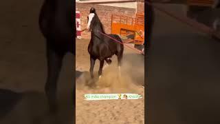 horse video #horselover #punjabi #subscribe #trending #shorts