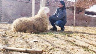 Mundre Chatre | Qurbani 2024 | Lahore Bakra Mandi | Mazhar Biba Official