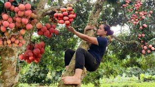 Harvest Fresh Lychee Garden goes to the market sell - Build life farm - Lý Thị Ca