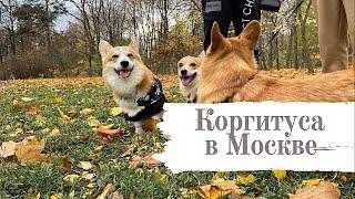 Они слишком милые! Коргитуса в Москве. Бентли бегает за девчонками.