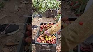 Litchi Season is here️ #ytshorts #love #litchi #fruits #nepal #shorts #simran