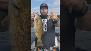 Is This New Spinnerbait Too Effective?!?!?