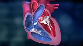 Science of Us | The Heart and the Systemic Circuit | Bayer