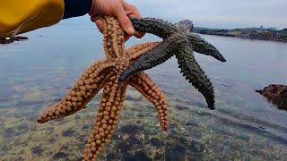 GIANT STARFISH & Abalone Foraging - Catch & Cook