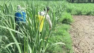 Herbicide in sugarcane