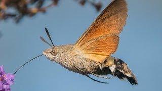 Hummingbird Hawk-Moth - Animal of the Week