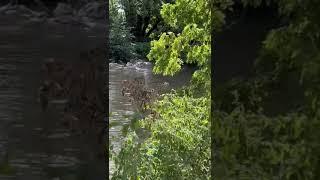 Swans Released on private moat nr Sevenoaks, Kent