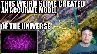 Slime Mold Creates An Accurate Model of the Universe