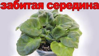 ПОЧЕМУ У ФИАЛКИ СГУЩАЕТСЯ СЕРЕДИНА И МЕЛЬЧАЮТ ЛИСТЬЯ? КАК ПОМОЧЬ? 8 РАСПРОСТРАНЕННЫХ ПРИЧИН