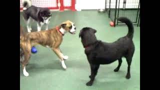 Dog boarding and dog daycare