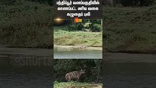 Rare Hyena | Bandipur Forest | Viral Video | Karnataka | Sun News