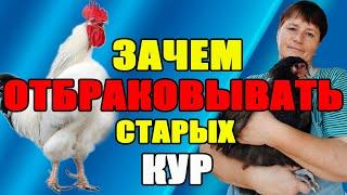 Зачем ОТБРАКОВЫВАТЬ старых кур. Подготовка кур к зиме.