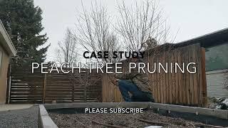 Case Study: Peach Tree Maintenance Pruning