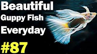 Guppy Channel - Beautiful Guppy Fish Everyday 87