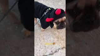 Смешной Французский бульдог #fannyvideo #dog #bulldog #animals #смешныевидео #pet #dogs #shorts