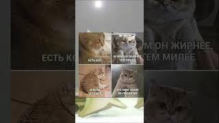 Самый смешной мем #shorts #рекомендации #мем #мемы #смешно #флекс #коттитар