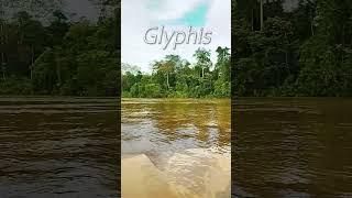 The Mystery of the Borneo River Shark