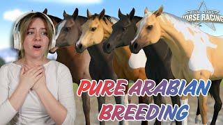 BREEDING A FULL STABLE OF PURE ARABIAN HORSES - Rival Stars Horse Racing | Pinehaven