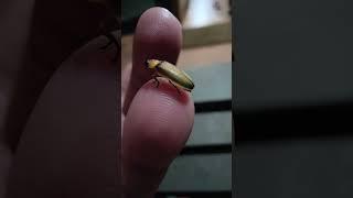 Firefly