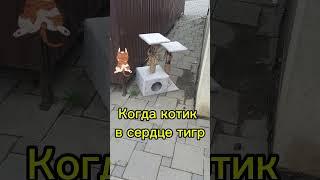 Из жизни котиков  #prodetokby #кот #домикдлякотика