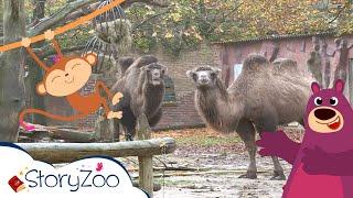 StoryZoo | StoryZoo Abenteuer im Zoo - Kamel! | Lehrvideos für Kinder | #storyzoo